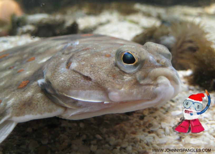 nausicaa boulogne france