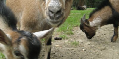 goats at naours in france
