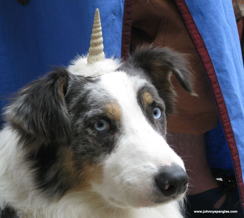 unicorn dog vianden luxembourg