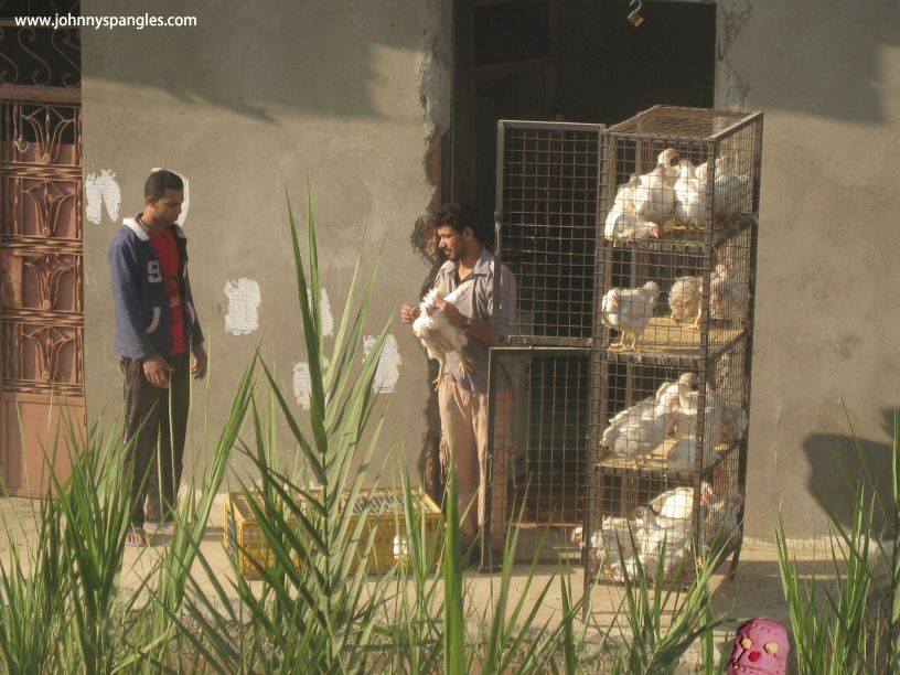 chicken trading at at luxor