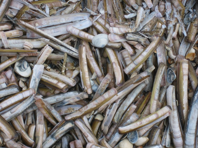 razor shells wassenaar