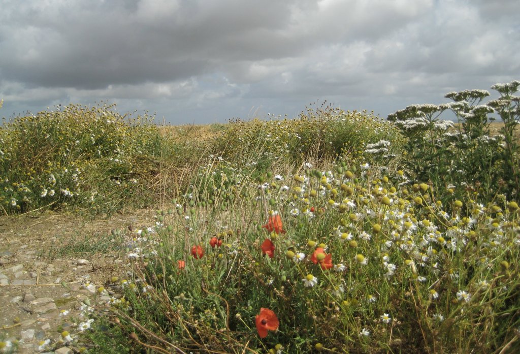 field of the cloth of gold guines